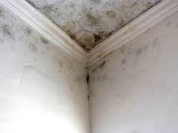 Mold Documentation for Insurance Claims in Basin, WY