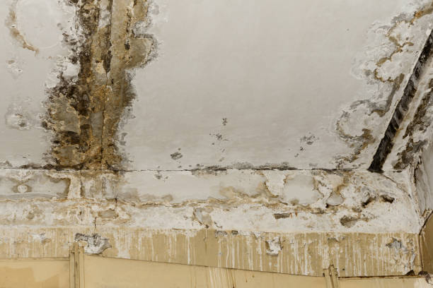 Why You Should Choose Our Mold Remediation Services in Basin, WY